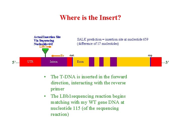 Where is the Insert? Actual Insertion Site Via Sequencing Nucleotide 642 LBb 1 Rv