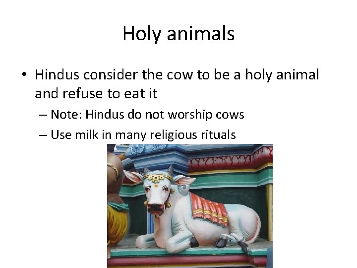 Holy animals • Hindus consider the cow to be a holy animal and refuse