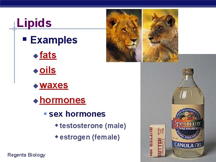 Lipids § Examples u fats u oils u waxes u hormones § sex hormones