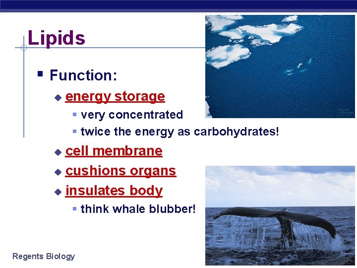 Lipids § Function: u energy storage § very concentrated § twice the energy as