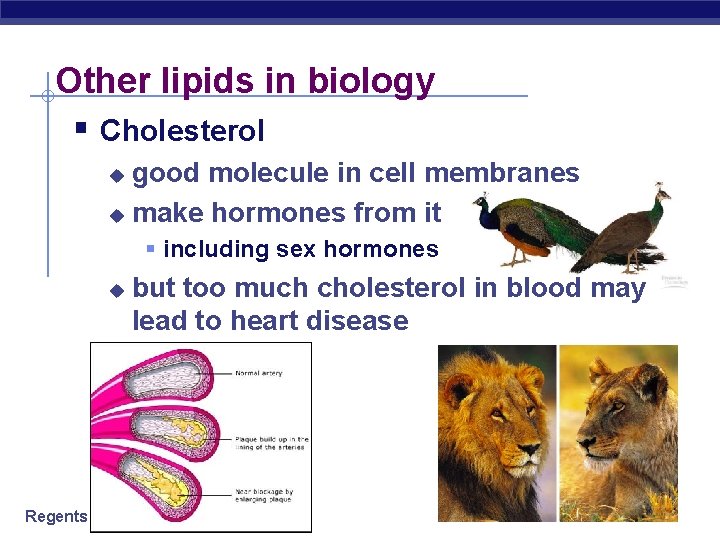 Other lipids in biology § Cholesterol good molecule in cell membranes u make hormones
