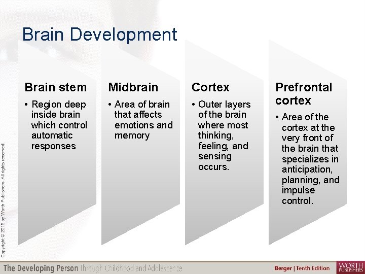 Brain Development Brain stem Midbrain Cortex • Region deep inside brain which control automatic