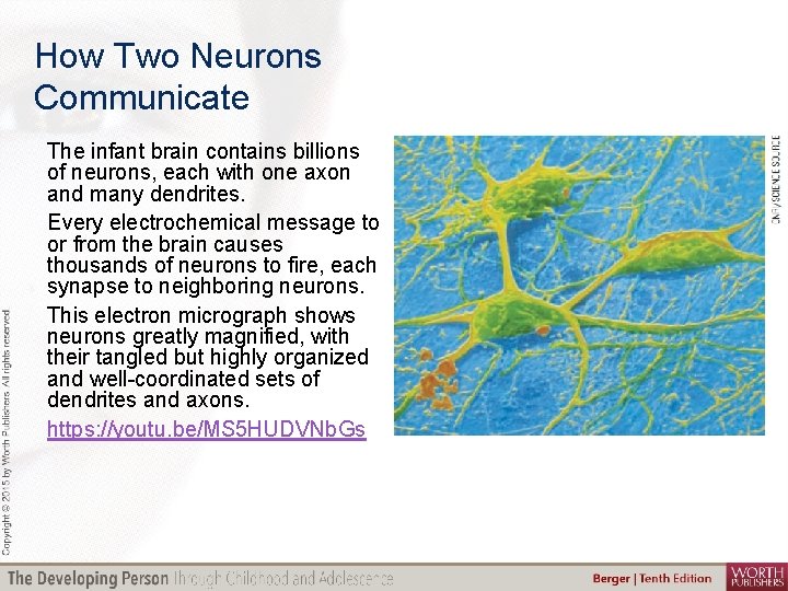 How Two Neurons Communicate The infant brain contains billions of neurons, each with one