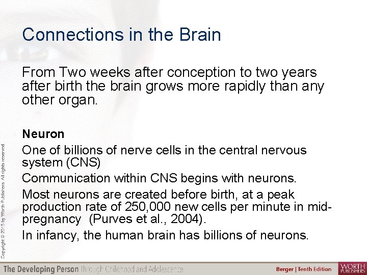 Connections in the Brain From Two weeks after conception to two years after birth