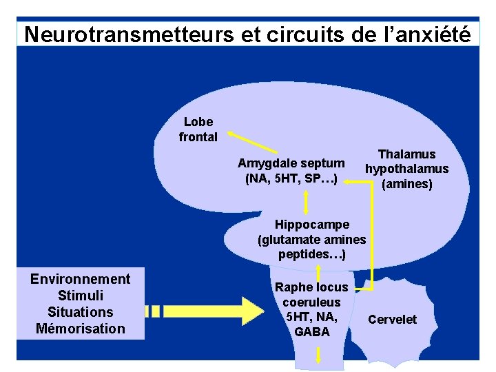 Neurotransmetteurs et circuits de lanxit Lobe frontal Amygdale