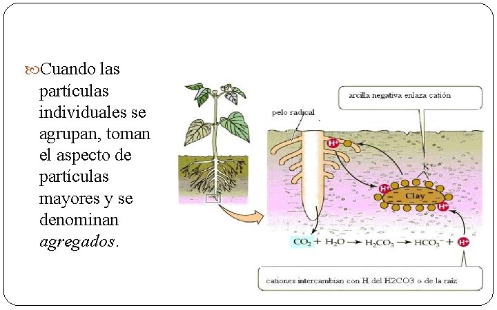  Cuando las partículas individuales se agrupan, toman el aspecto de partículas mayores y