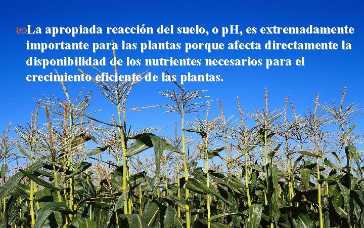  La apropiada reacción del suelo, o p. H, es extremadamente importante para las