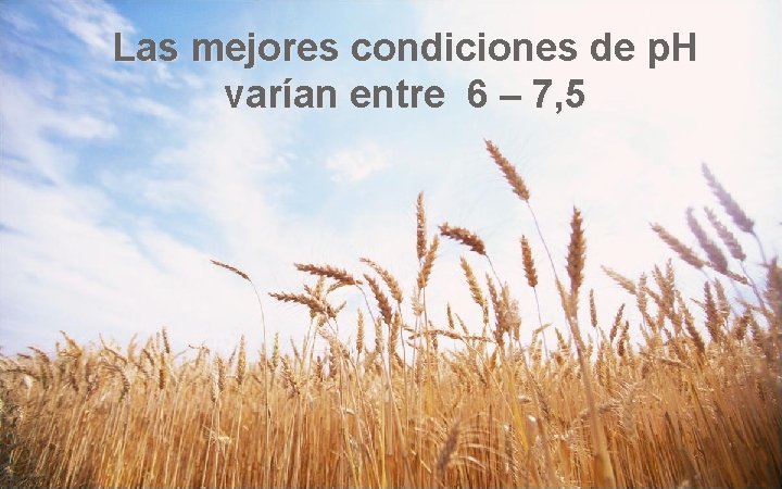 Las mejores condiciones de p. H varían entre 6 – 7, 5 