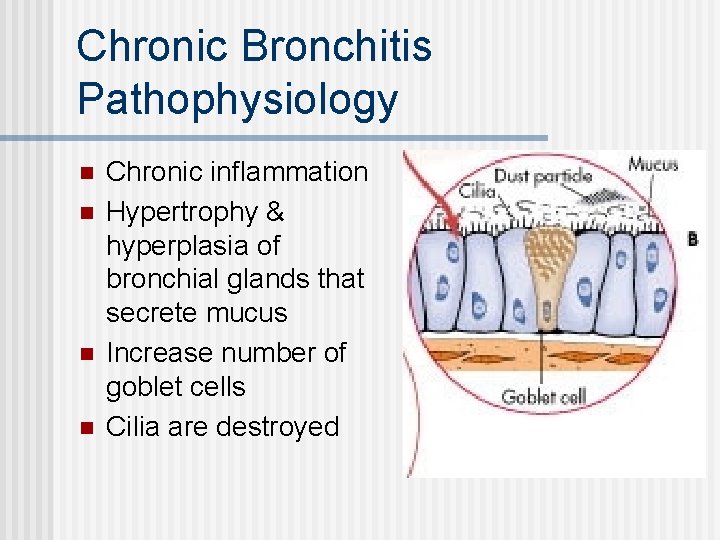 Chronic Bronchitis Pathophysiology n n Chronic inflammation Hypertrophy & hyperplasia of bronchial glands that