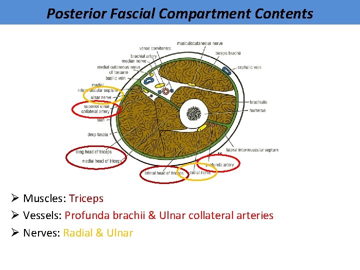 Posterior Fascial Compartment Contents Ø Muscles: Triceps Ø Vessels: Profunda brachii & Ulnar collateral