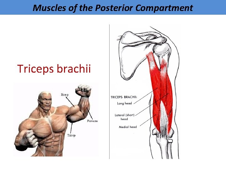 Muscles of the Posterior Compartment Triceps brachii 