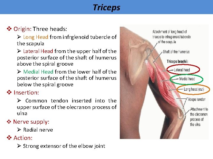 Triceps v Origin: Three heads: Ø Long Head from infrglenoid tubercle of the scapula