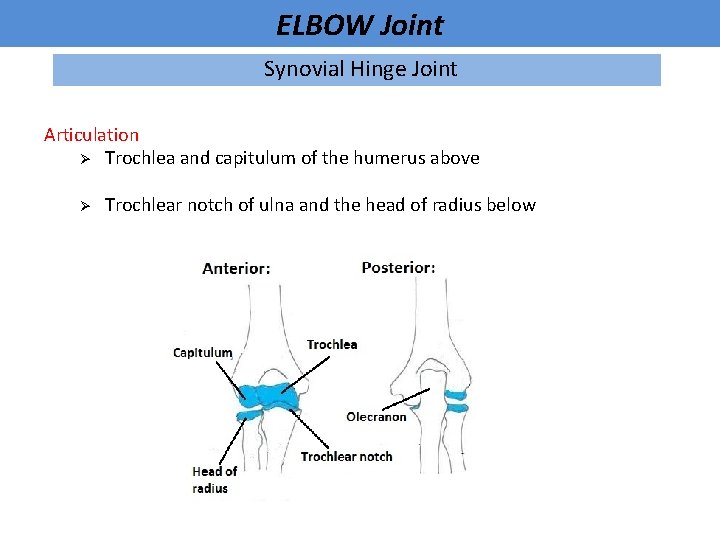 ELBOW Joint Synovial Hinge Joint Articulation Ø Trochlea and capitulum of the humerus above