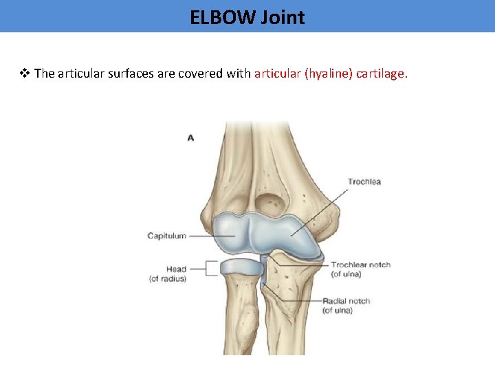 ELBOW Joint v The articular surfaces are covered with articular (hyaline) cartilage. 