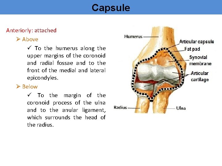 Capsule Anteriorly: attached Ø Above ü To the humerus along the upper margins of