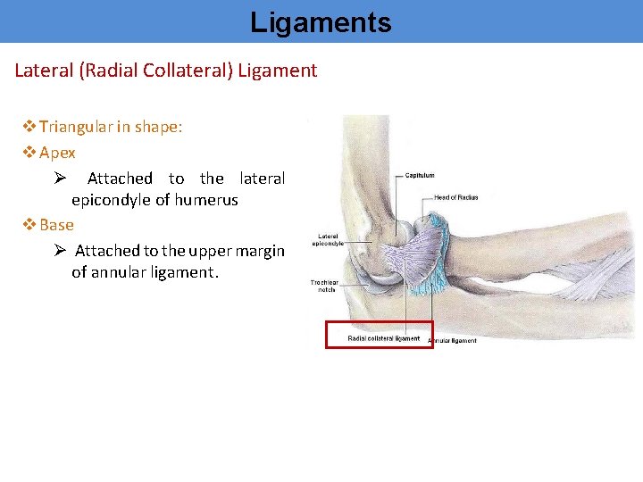 Ligaments Lateral (Radial Collateral) Ligament v Triangular in shape: v Apex Ø Attached to