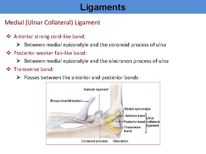 Ligaments Medial (Ulnar Collateral) Ligament v Anterior strong cord-like band: Ø Between medial epicondyle