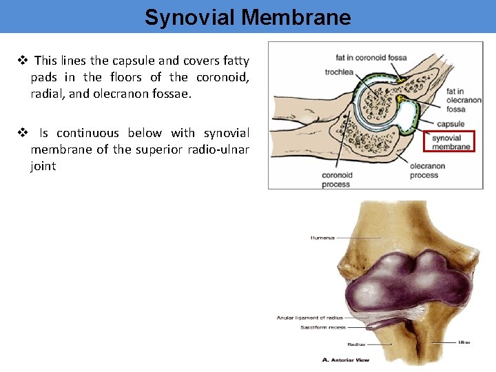 Synovial Membrane v This lines the capsule and covers fatty pads in the floors