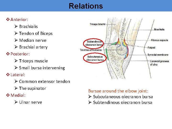 Relations v Anterior: Ø Brachialis Ø Tendon of Biceps Ø Median nerve Ø Brachial