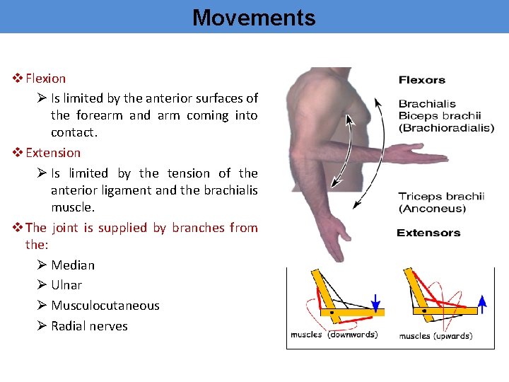 Movements v Flexion Ø Is limited by the anterior surfaces of the forearm and