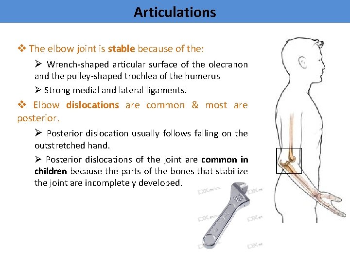 Articulations v The elbow joint is stable because of the: Ø Wrench-shaped articular surface