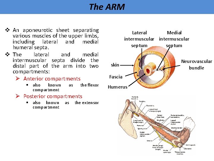 The ARM v An aponeurotic sheet separating various muscles of the upper limbs, including