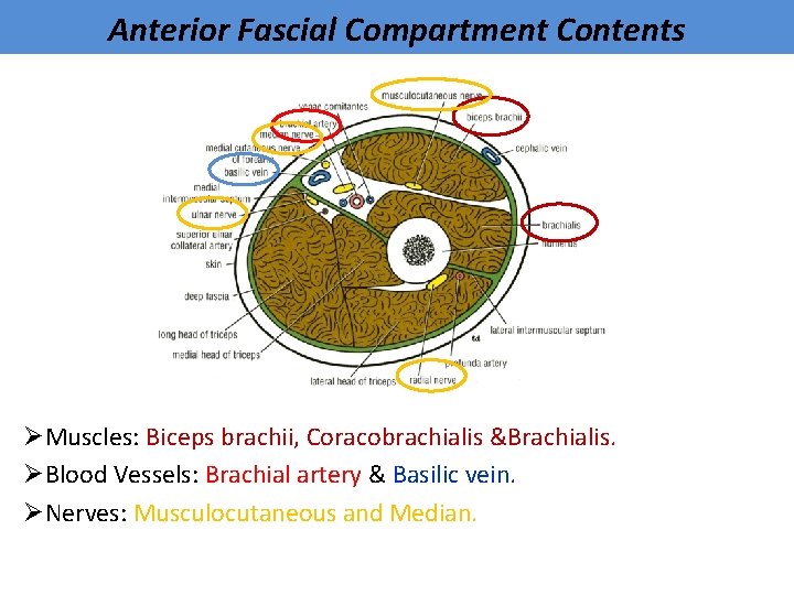 Anterior Fascial Compartment Contents ØMuscles: Biceps brachii, Coracobrachialis &Brachialis. ØBlood Vessels: Brachial artery &