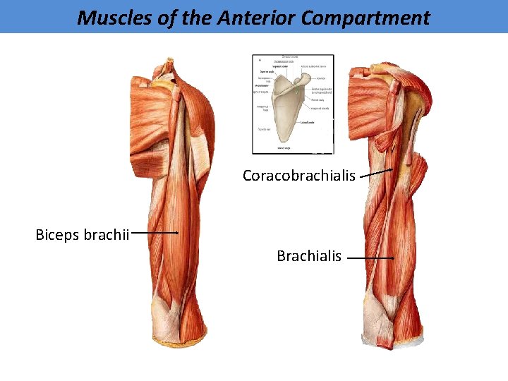 Muscles of the Anterior Compartment Coracobrachialis Biceps brachii Brachialis 