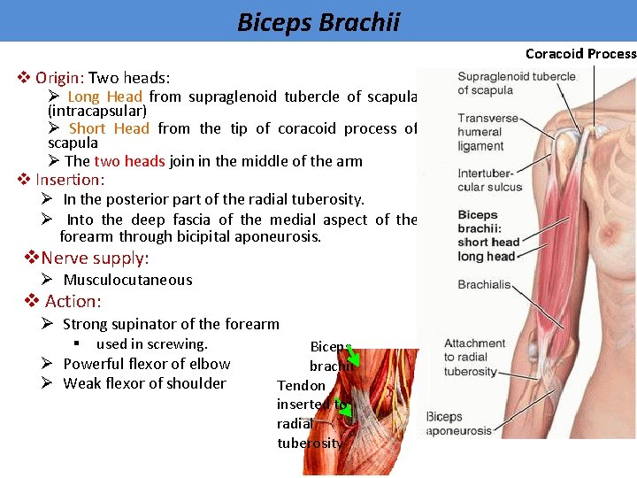 Biceps Brachii Coracoid Process v Origin: Two heads: Ø Long Head from supraglenoid tubercle