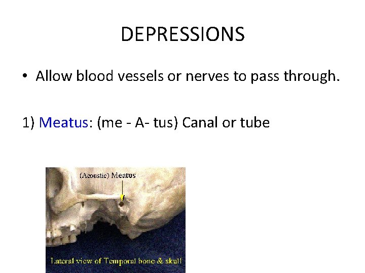 DEPRESSIONS • Allow blood vessels or nerves to pass through. 1) Meatus: (me -