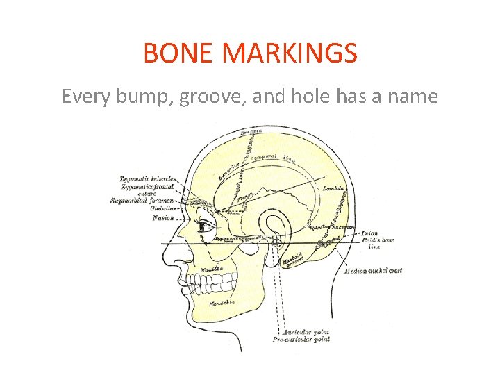 BONE MARKINGS Every bump, groove, and hole has a name 