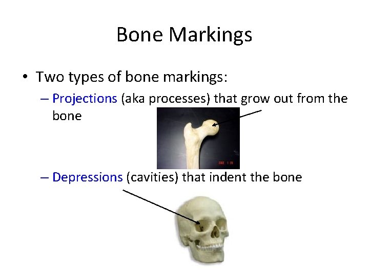 Bone Markings • Two types of bone markings: – Projections (aka processes) that grow Bone Markings • Two types of bone markings: – Projections (aka processes) that grow