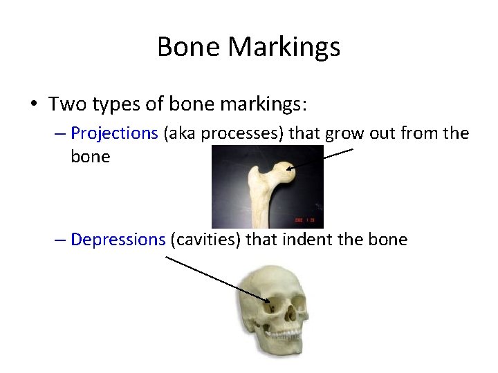 Bone Markings • Two types of bone markings: – Projections (aka processes) that grow