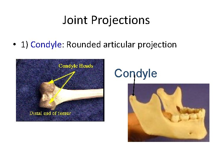 Joint Projections • 1) Condyle: Rounded articular projection Condyle 