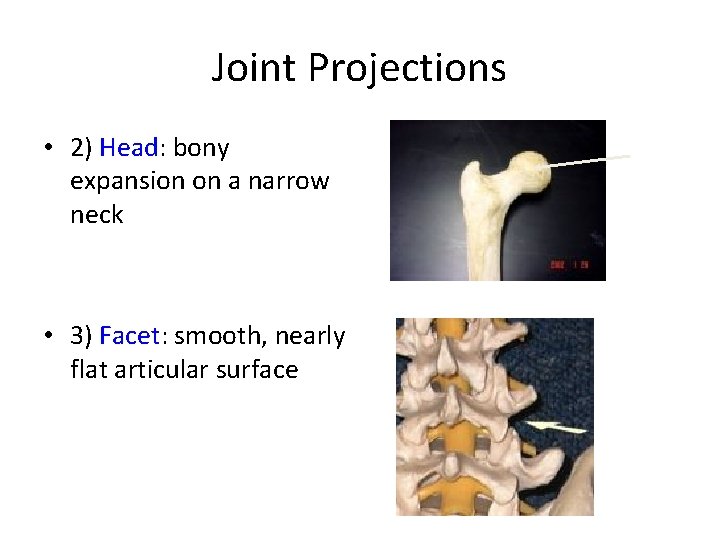 Joint Projections • 2) Head: bony expansion on a narrow neck • 3) Facet: Joint Projections • 2) Head: bony expansion on a narrow neck • 3) Facet: