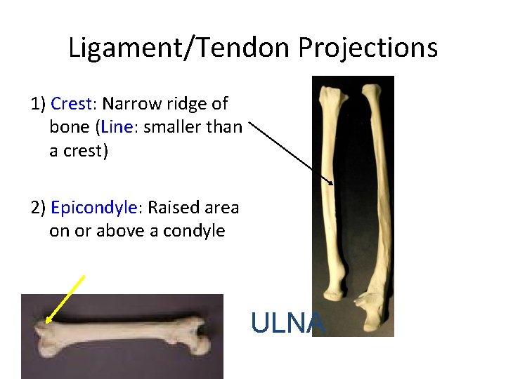 Ligament/Tendon Projections 1) Crest: Narrow ridge of bone (Line: smaller than a crest) 2) Ligament/Tendon Projections 1) Crest: Narrow ridge of bone (Line: smaller than a crest) 2)