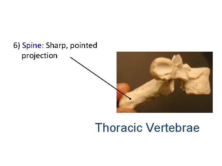 6) Spine: Sharp, pointed projection Thoracic Vertebrae 6) Spine: Sharp, pointed projection Thoracic Vertebrae