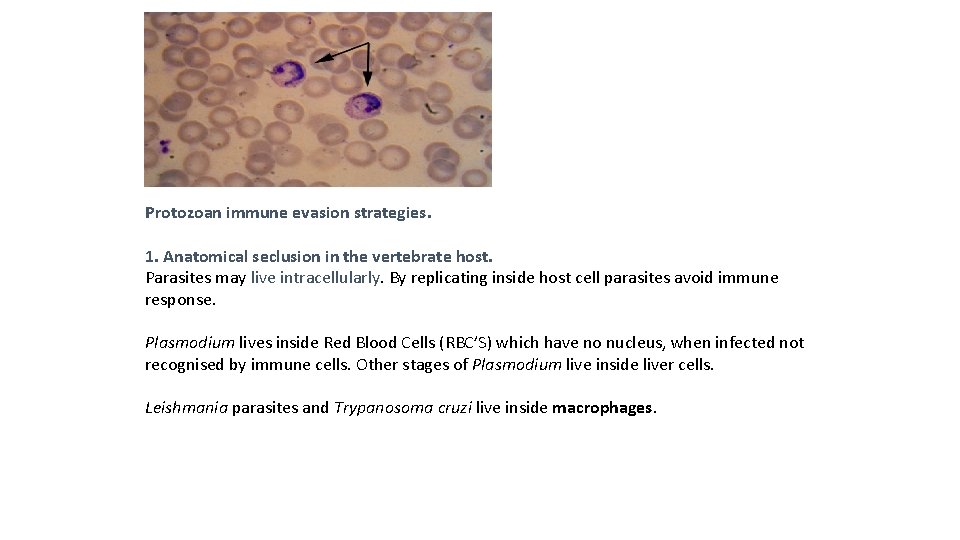 Protozoan immune evasion strategies. 1. Anatomical seclusion in the vertebrate host. Parasites may live