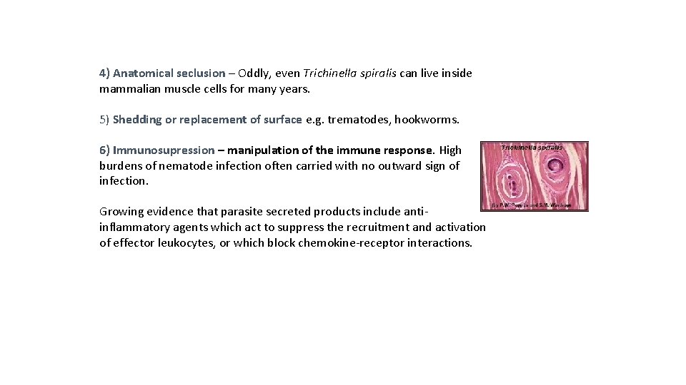4) Anatomical seclusion – Oddly, even Trichinella spiralis can live inside mammalian muscle cells