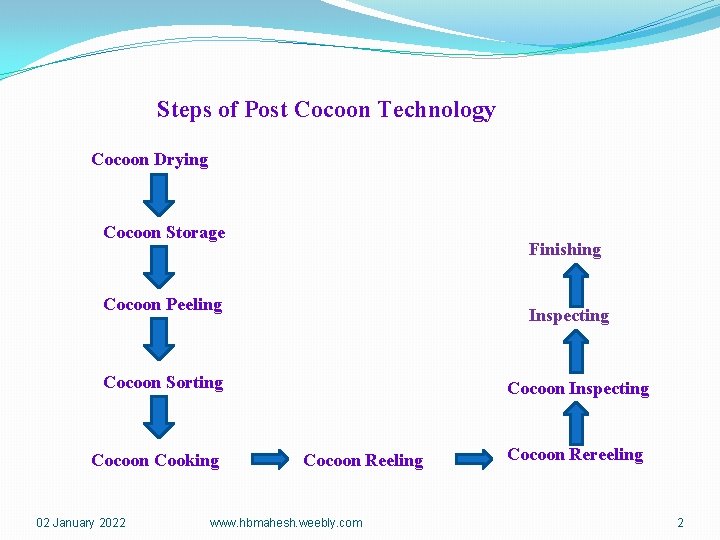 Steps of Post Cocoon Technology Cocoon Drying Cocoon Storage Finishing Cocoon Peeling Inspecting Cocoon
