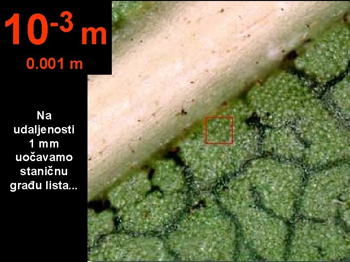 -3 10 m 0. 001 m Na udaljenosti 1 mm uočavamo staničnu građu lista.