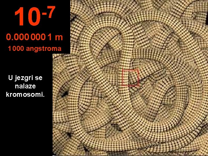 -7 10 0. 000 1 m 1 000 angstroma U jezgri se nalaze kromosomi.