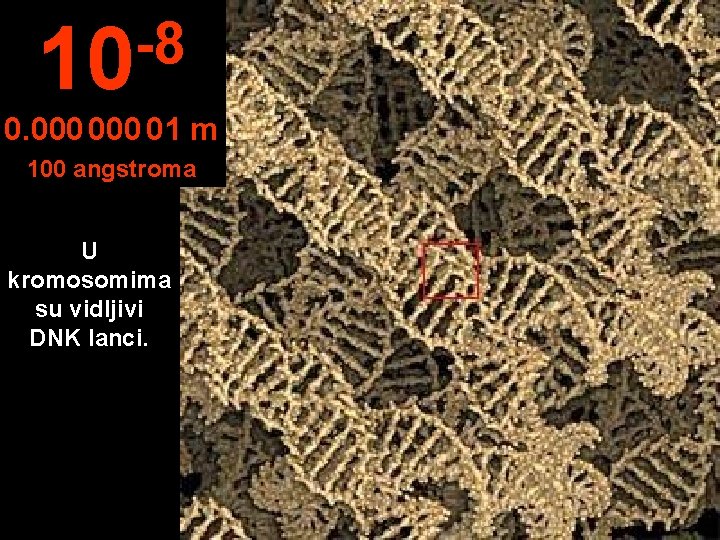 -8 10 0. 000 01 m 100 angstroma U kromosomima su vidljivi DNK lanci.