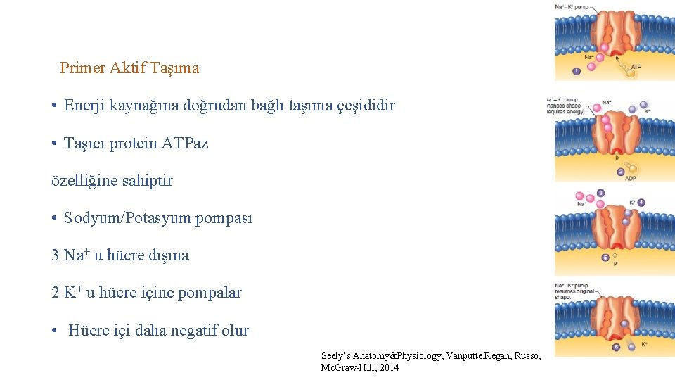 Primer Aktif Taşıma • Enerji kaynağına doğrudan bağlı taşıma çeşididir • Taşıcı protein ATPaz