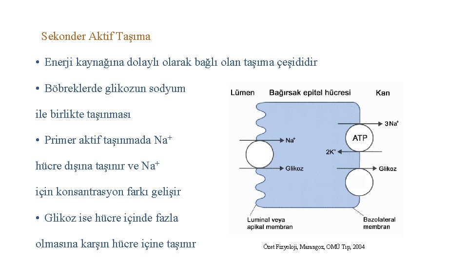 Sekonder Aktif Taşıma • Enerji kaynağına dolaylı olarak bağlı olan taşıma çeşididir • Böbreklerde