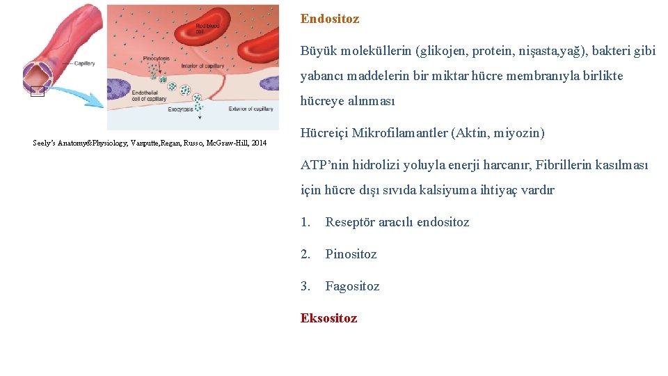 Endositoz Büyük moleküllerin (glikojen, protein, nişasta, yağ), bakteri gibi yabancı maddelerin bir miktar hücre