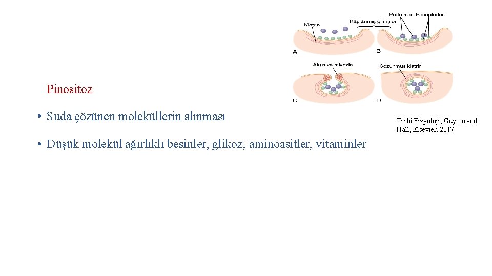 Pinositoz • Suda çözünen moleküllerin alınması • Düşük molekül ağırlıklı besinler, glikoz, aminoasitler, vitaminler