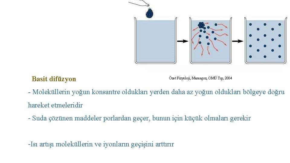 Basit difüzyon Özet Fizyoloji, Marangoz, OMÜ Tıp, 2004 - Moleküllerin yoğun konsantre oldukları yerden