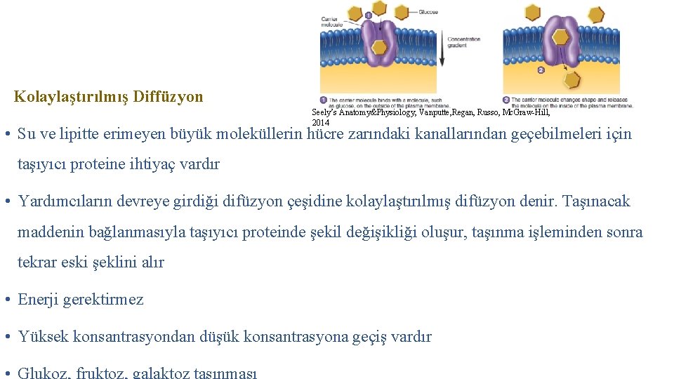 Kolaylaştırılmış Diffüzyon Seely’s Anatomy&Physiology, Vanputte, Regan, Russo, Mc. Graw-Hill, 2014 • Su ve lipitte