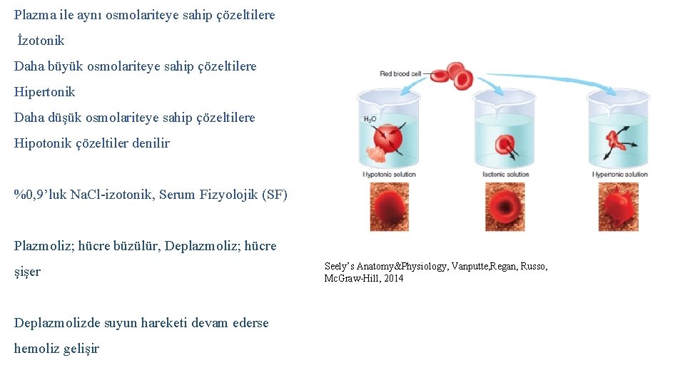 Plazma ile aynı osmolariteye sahip çözeltilere İzotonik Daha büyük osmolariteye sahip çözeltilere Hipertonik Daha